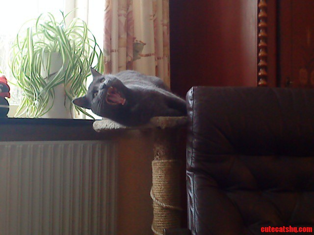 Gracefull Kitty