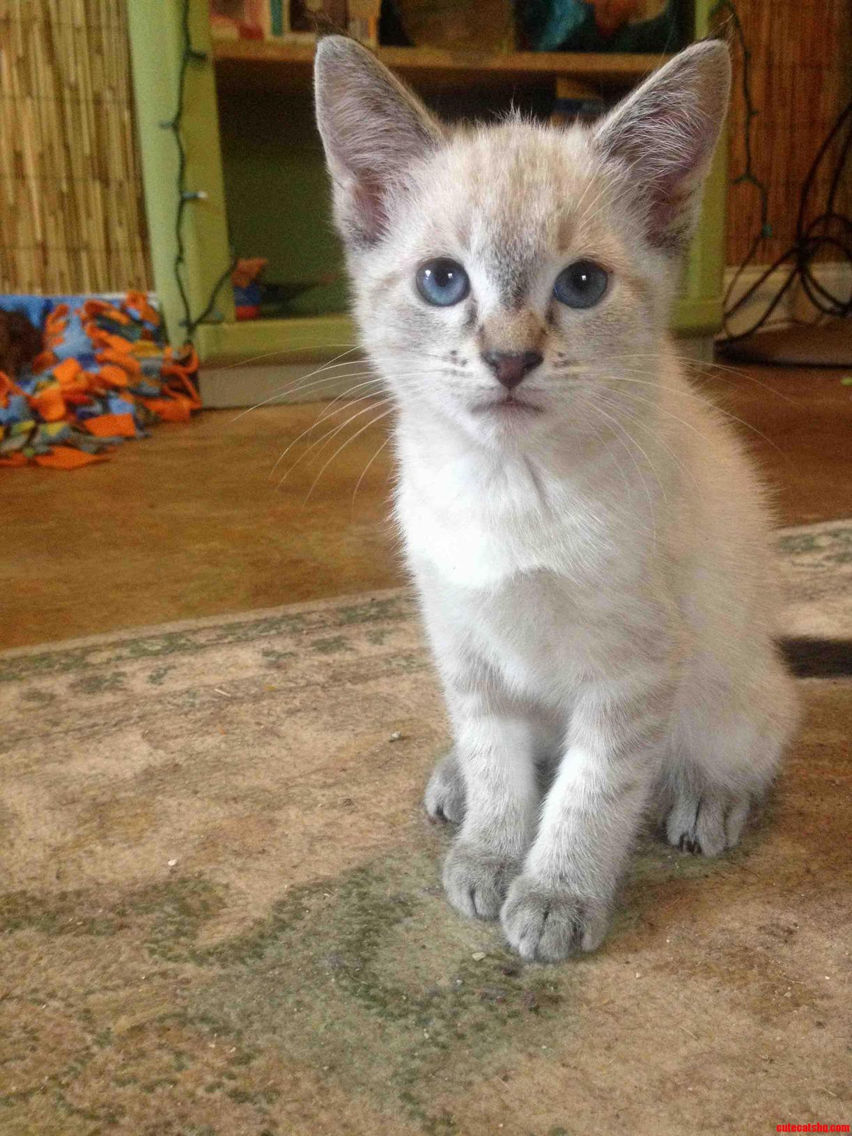 Little Yayo