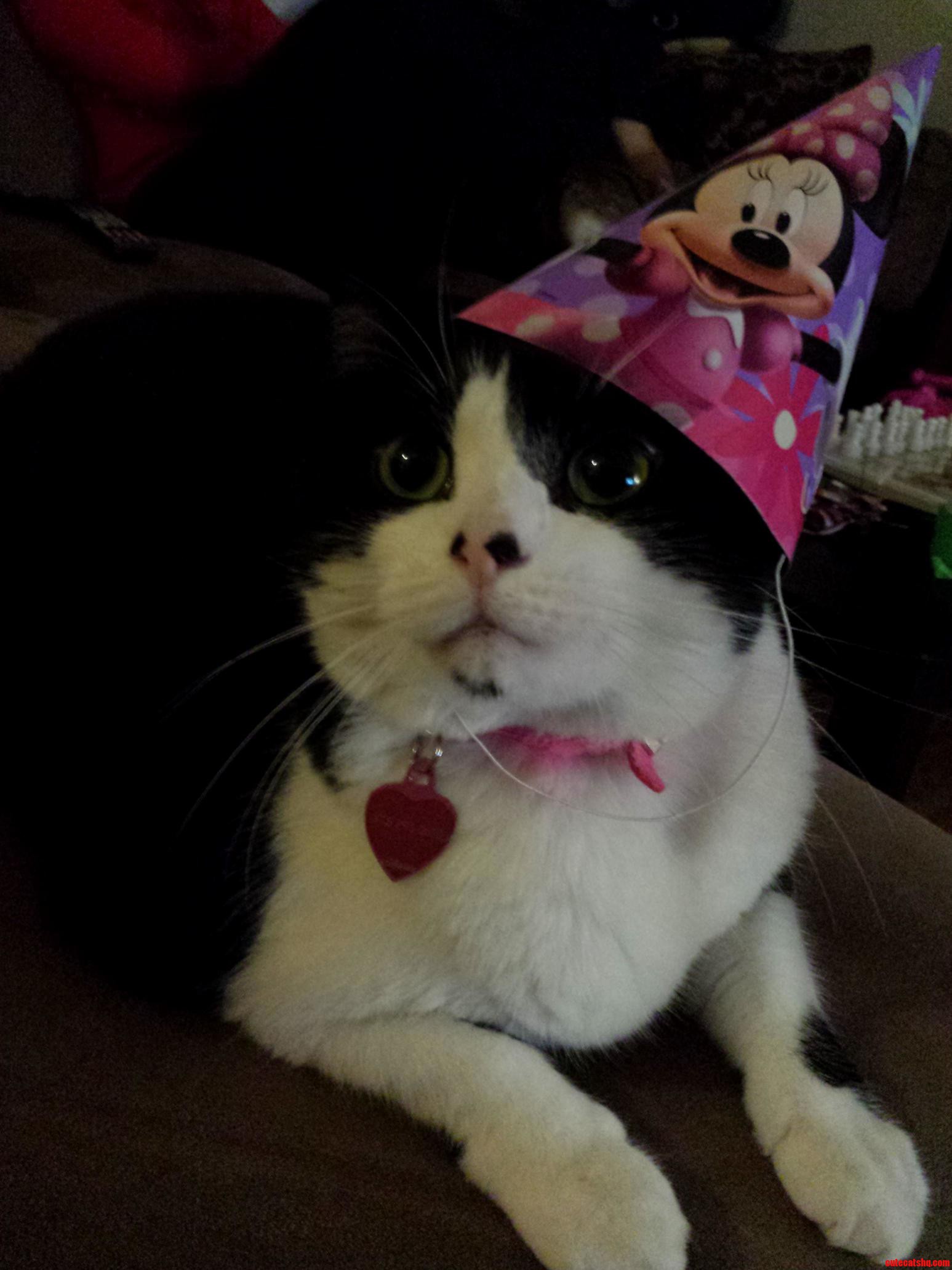 Moo Moo Is Ready for Her Daddys Birthday Tomorrow