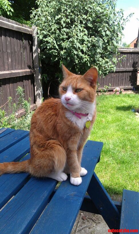 Babs Started As My Boyfriends Familys Cat Took a Liking to Me and We Ve Been Best Buddies Since.