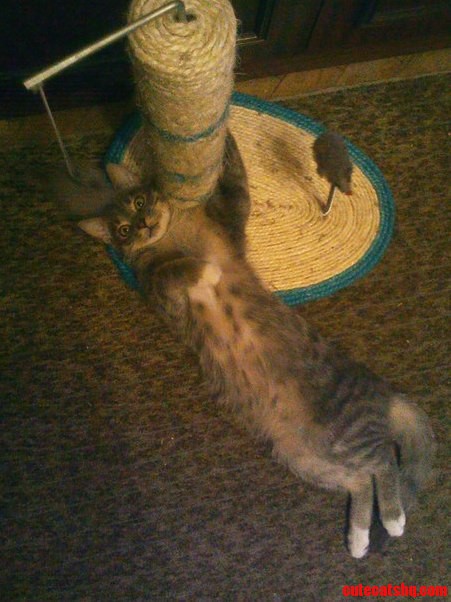Meet Jeeves. but Honestly Wooster Would Be Much More Appropriate Name for That Lovely Brat...