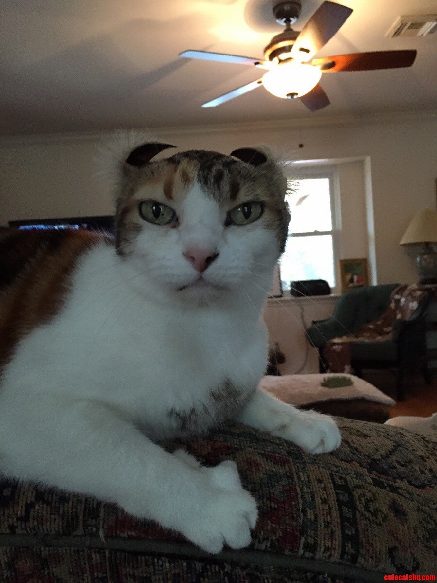 This Cat Is Sick and Tired of My Bs