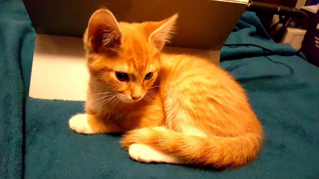 Henry