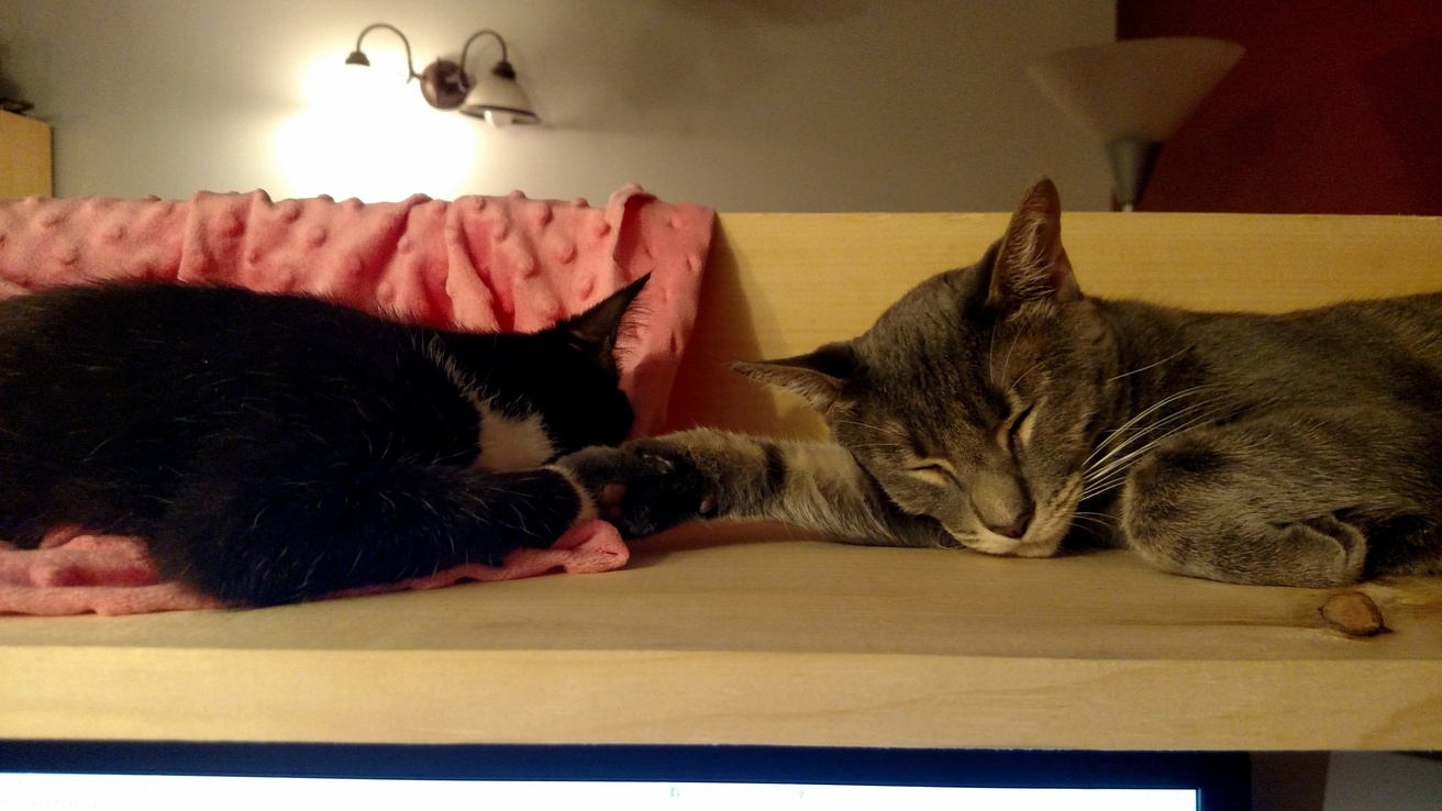 Holding Paws