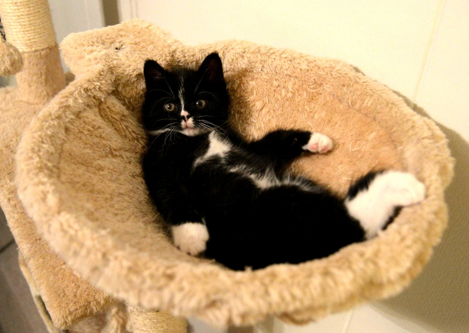 Kitty 3