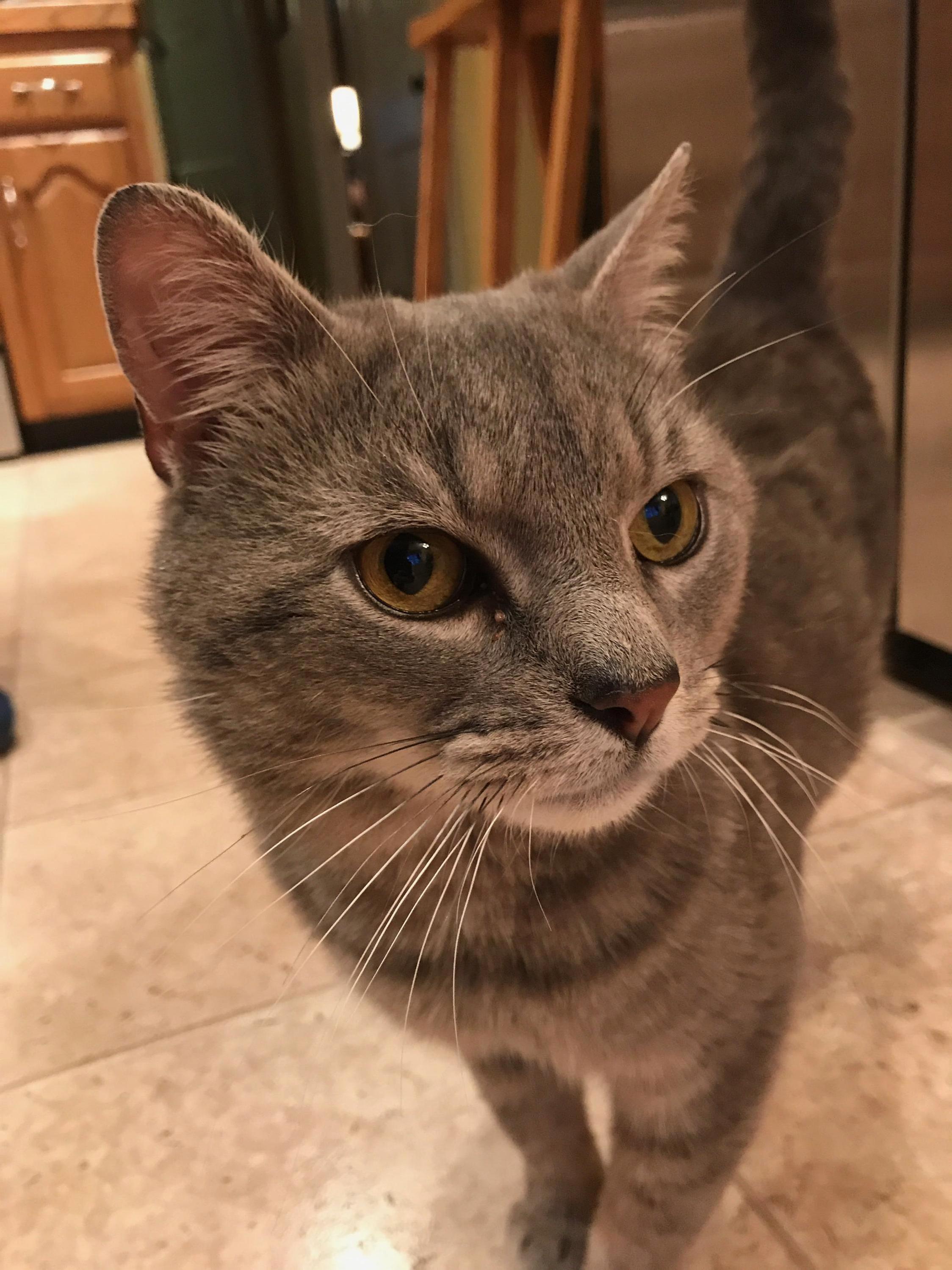 Meet Chester