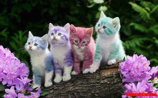 Color cats | Cute cats HQ - Pictures of cute cats and kittens Free