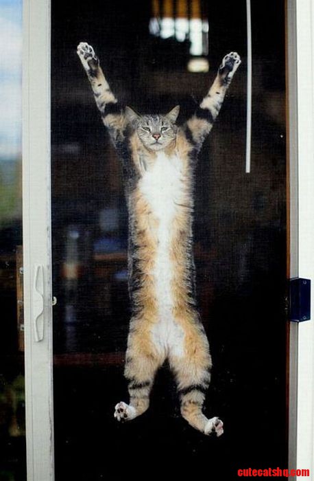 Hang in there! :D | Cute cats HQ - Pictures of cute cats and kittens