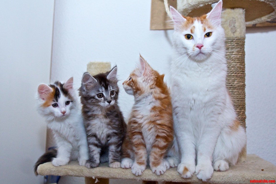 Family Portrait | Cute cats HQ - Pictures of cute cats and kittens Free pictures of funny cats