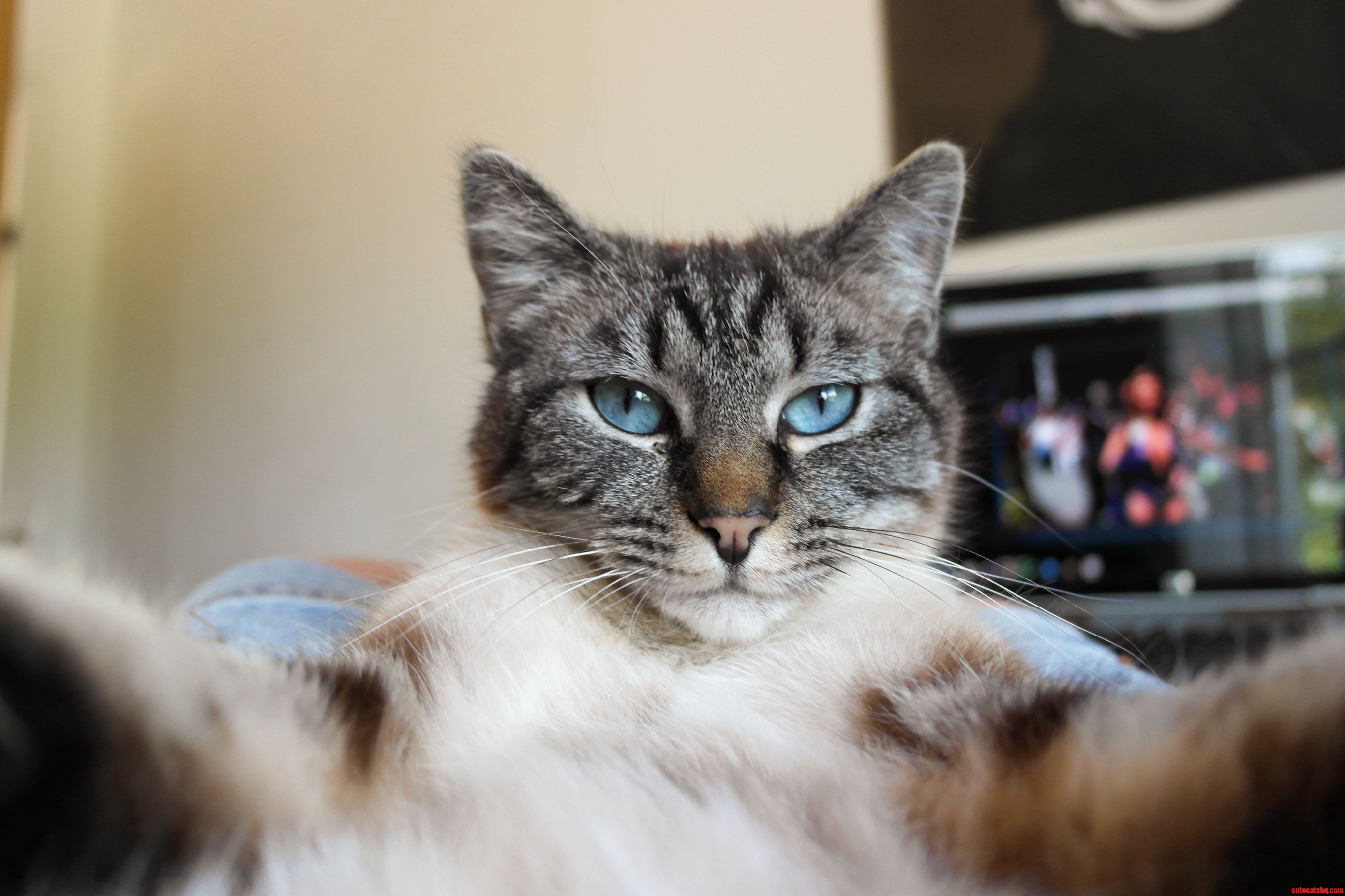 Cat-Selfie.jpg