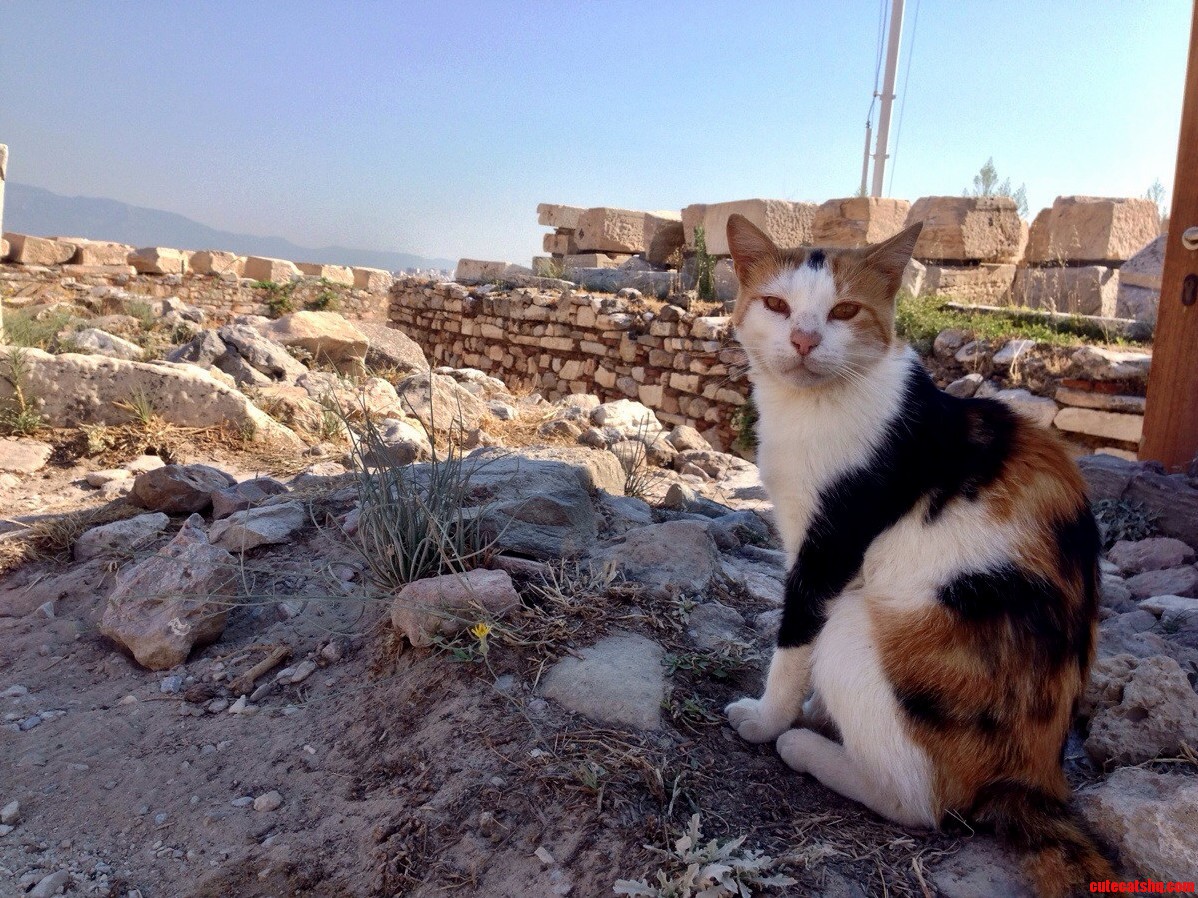 Parthenon Kitty