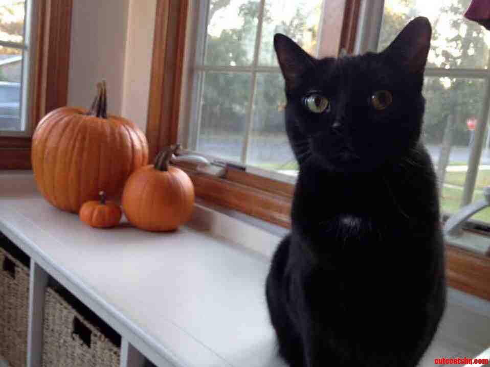Having a black cat makes halloween more fun.