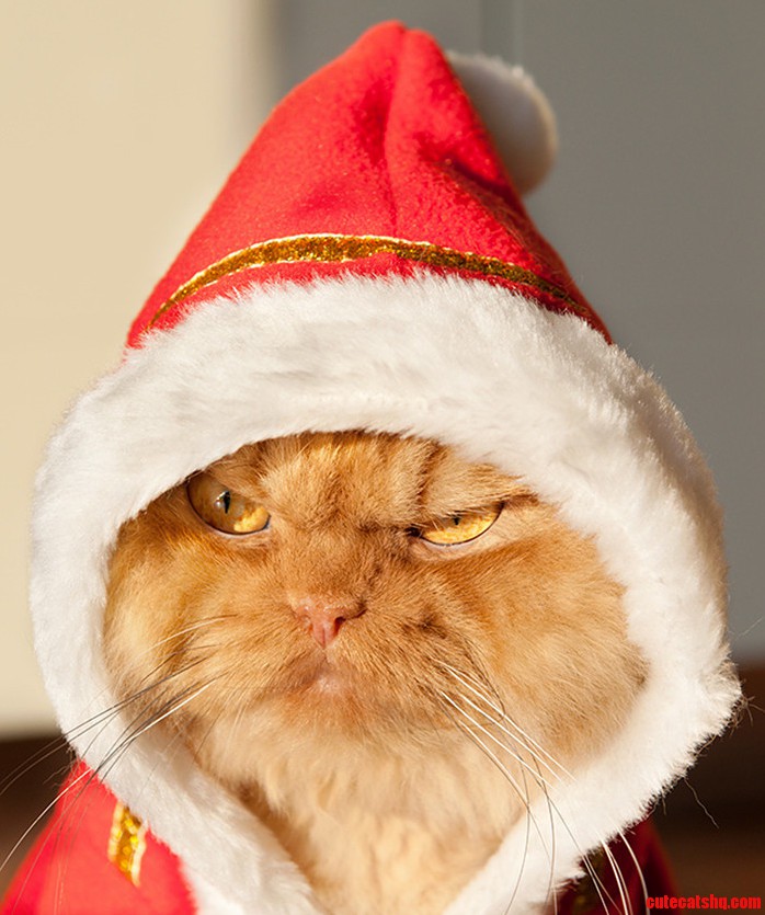 One pissed off cat in a santa costume