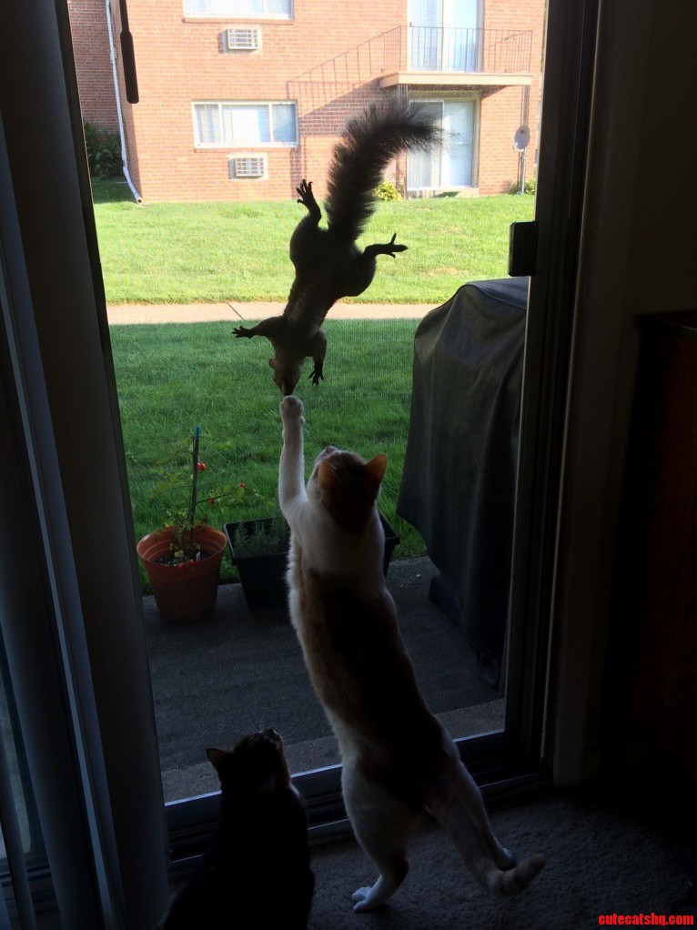 Squirrel messing with cat