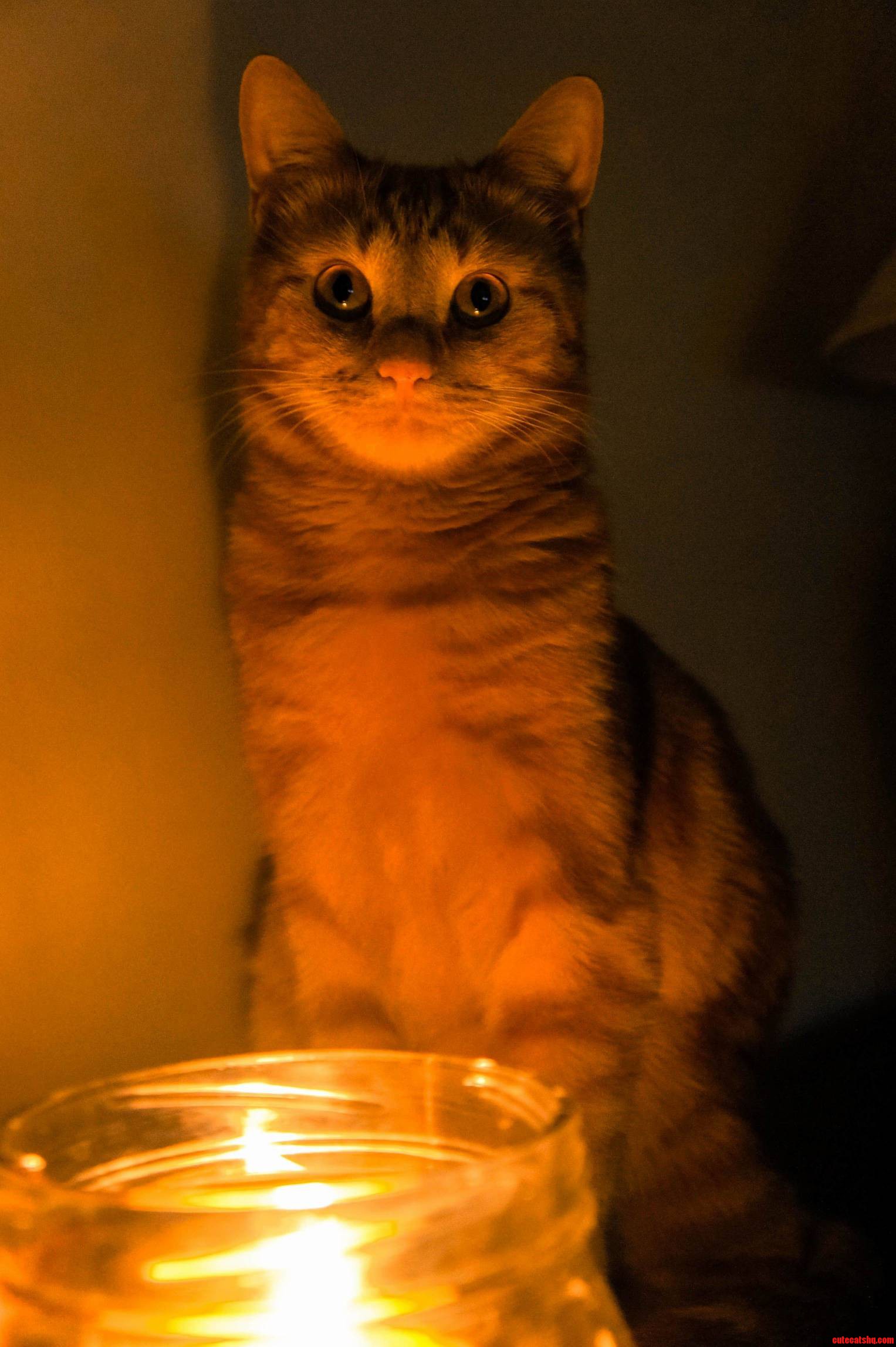 He loves candles even though he has burned his paw and whiskers on one.