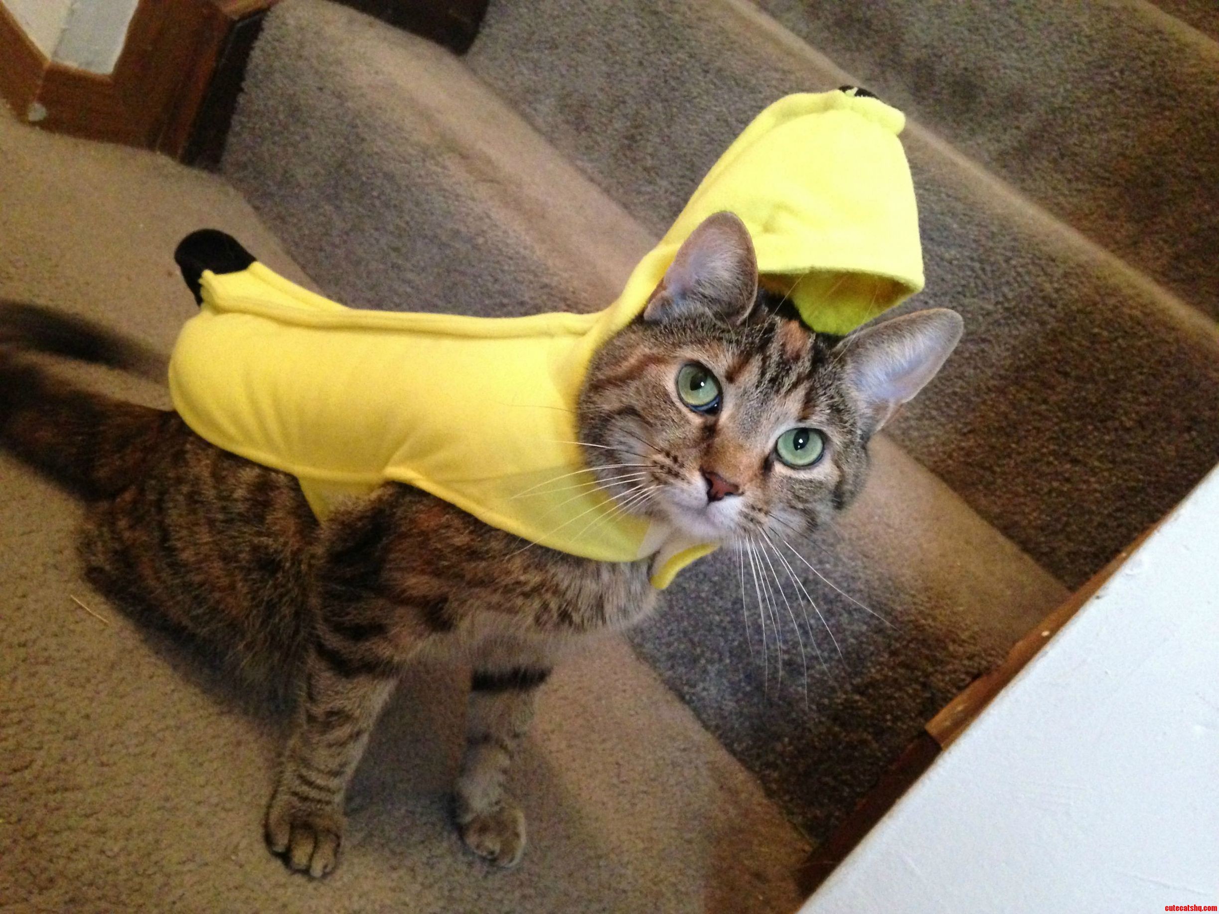 So thrilled to be a chi-cat-a banana