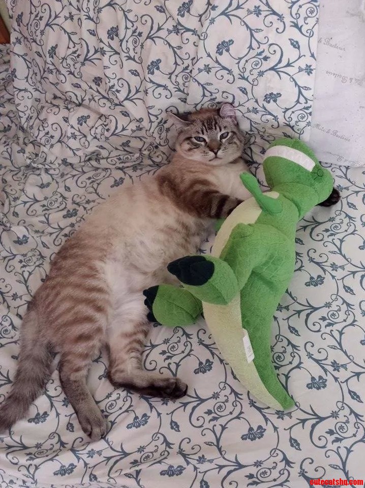 Caught my cat sleeping with this ferocious dinosaur