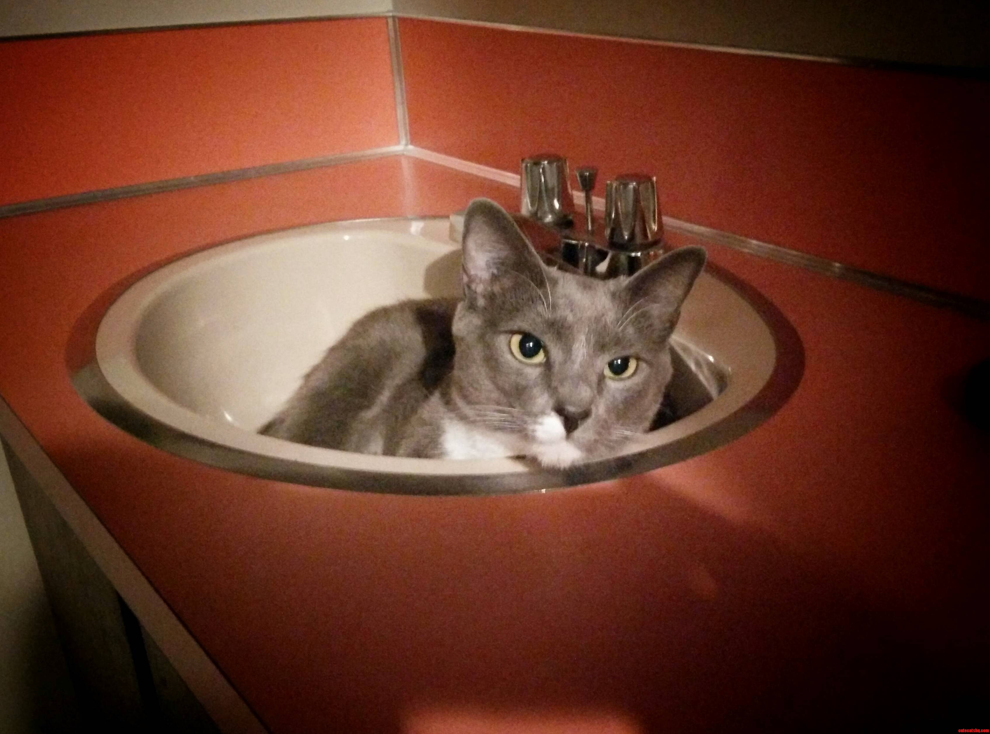 My friends cat likes sleeping in the bath sink
