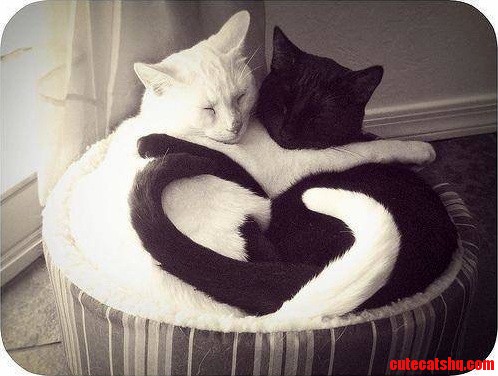 In honor of valentines day a repost of one of my favorite cuddly cat pictures