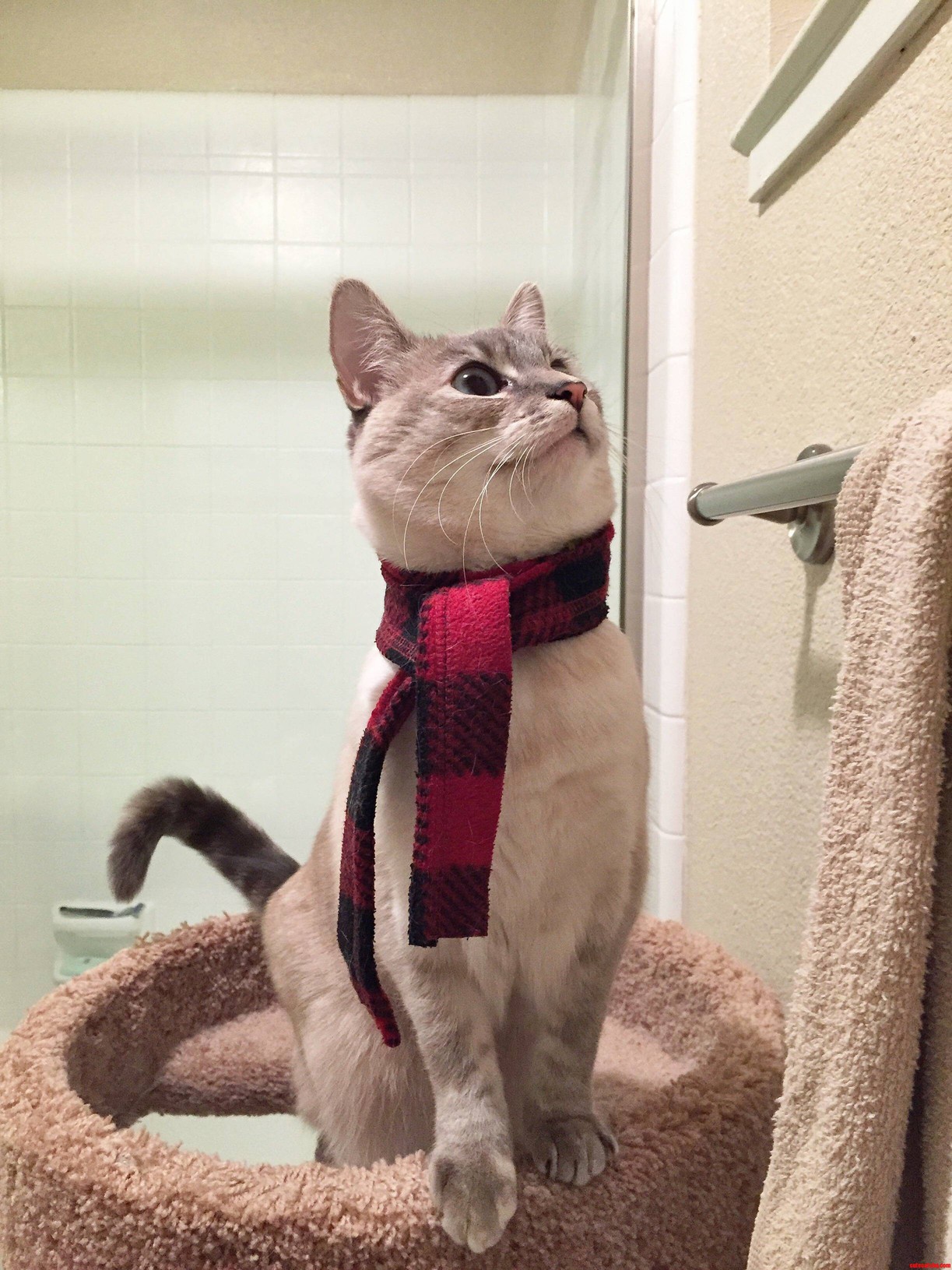 Made my cat a valentines day scarf. now she can conquer anything