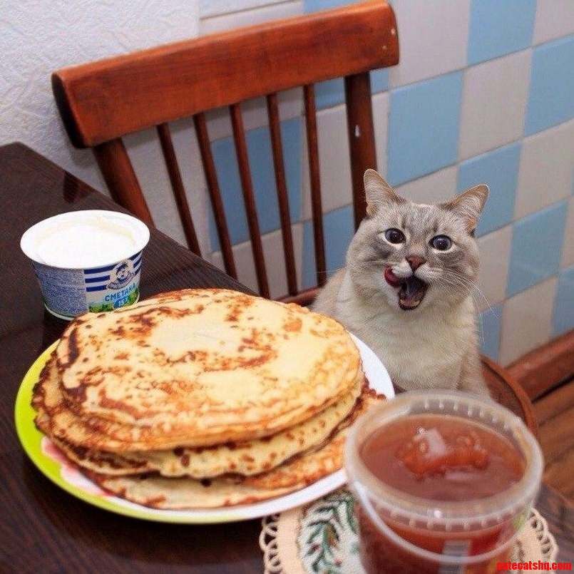 Image result for cat eating pancakes
