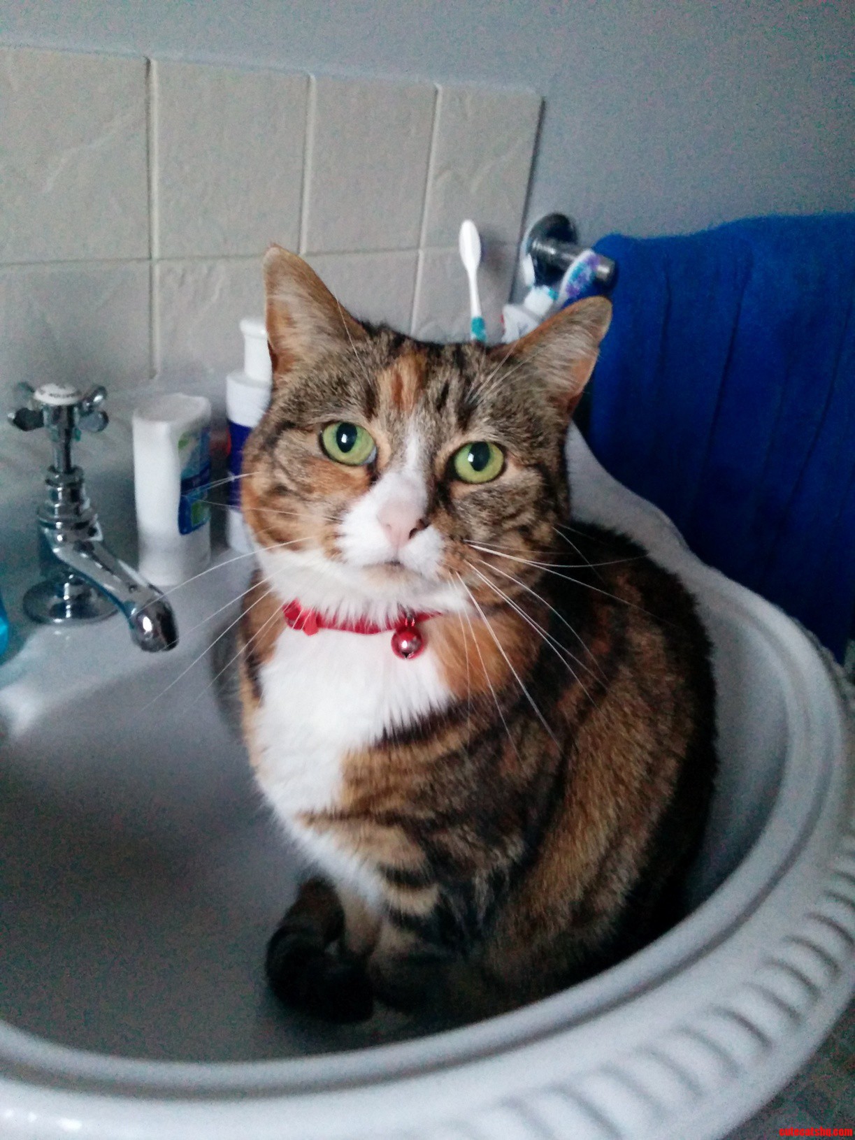 So apparently cats like sinks now.