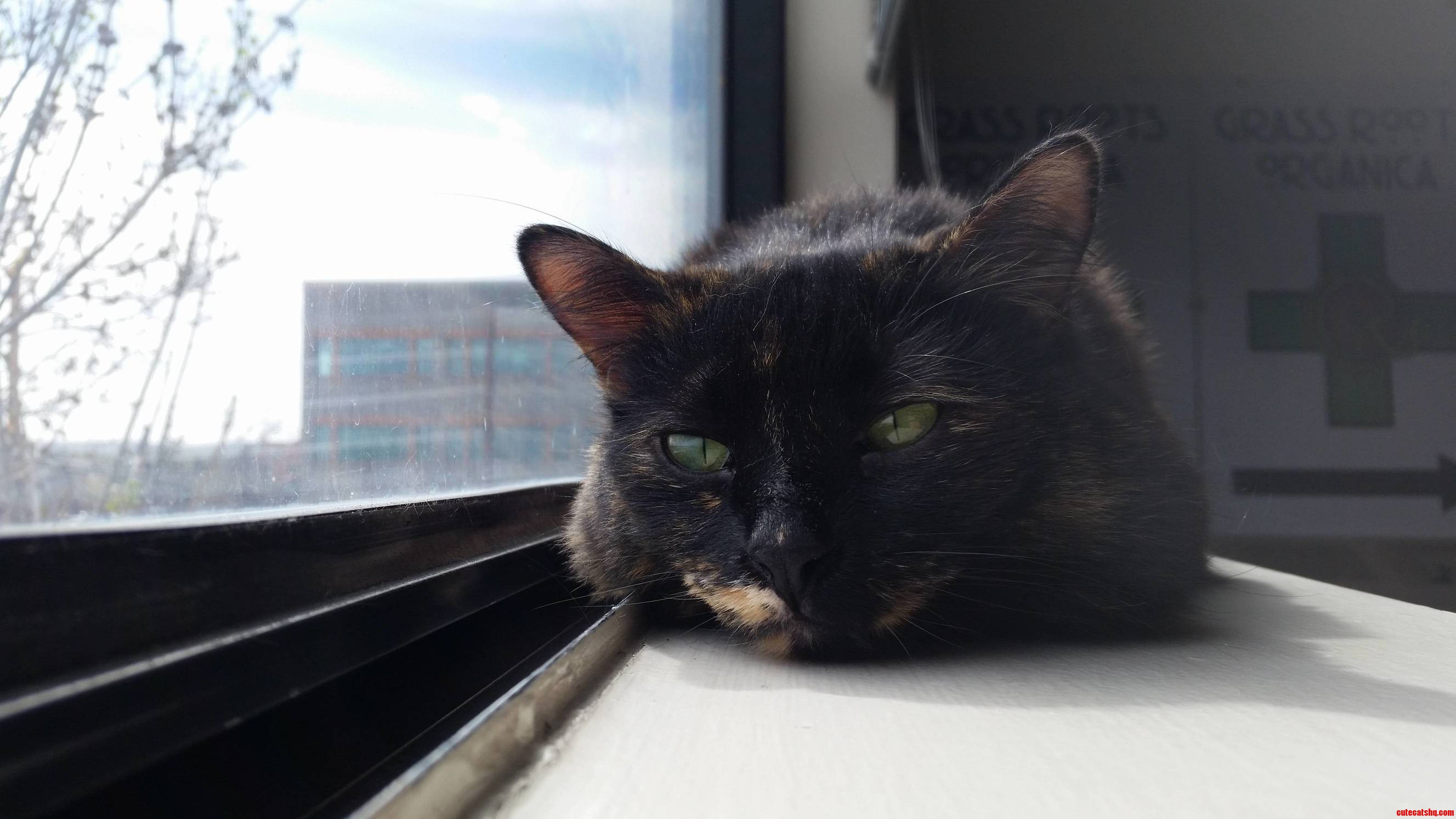Sensi likes to sleep by the window