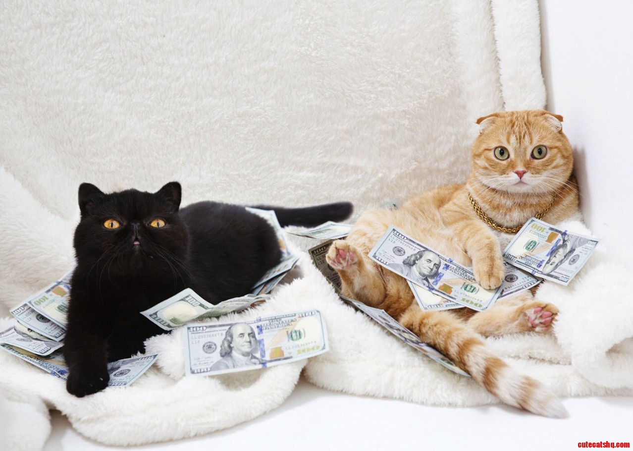 Cash cats