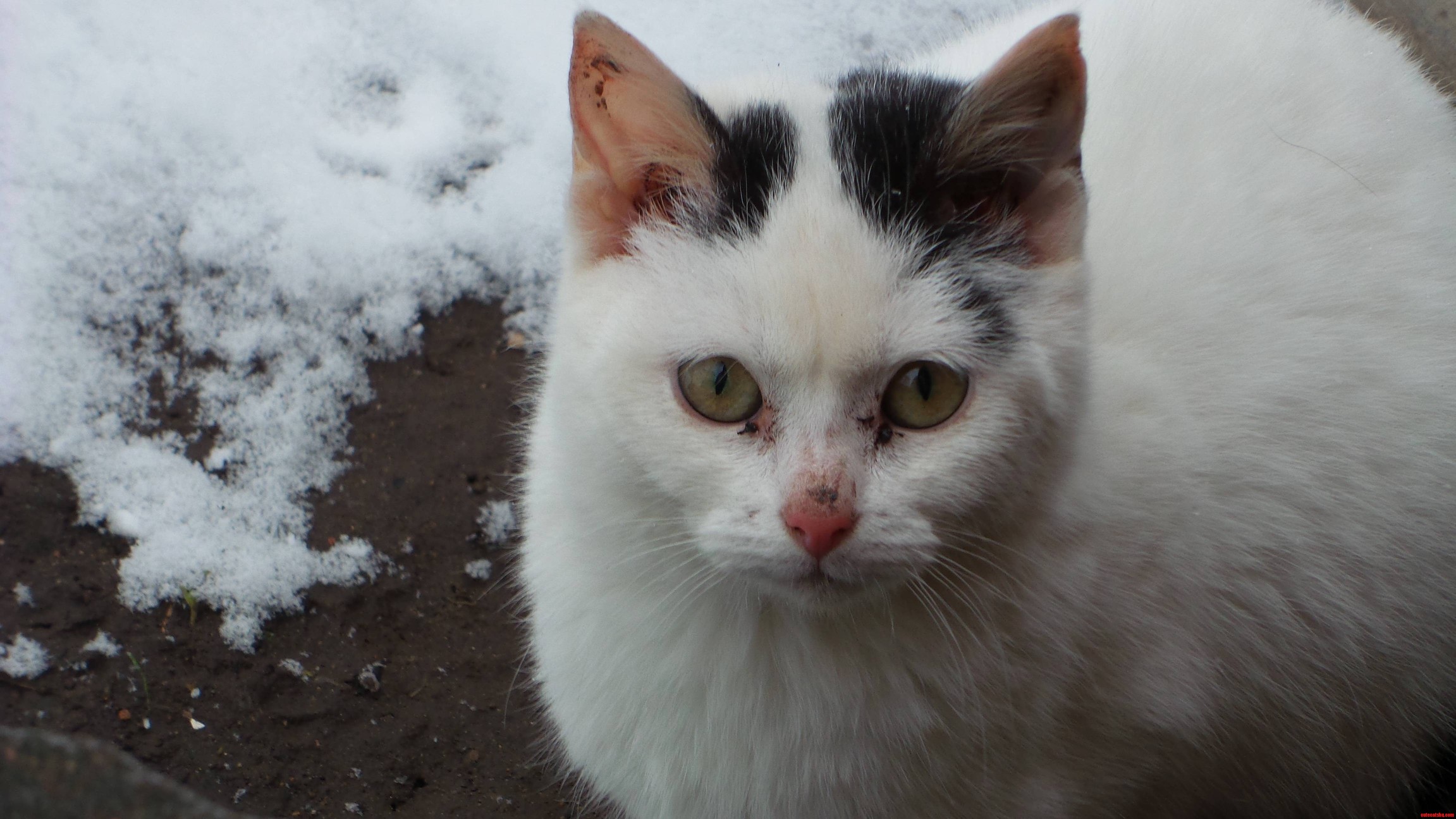 Hes a feral inbred runt with sad eyes but hes a good lad.