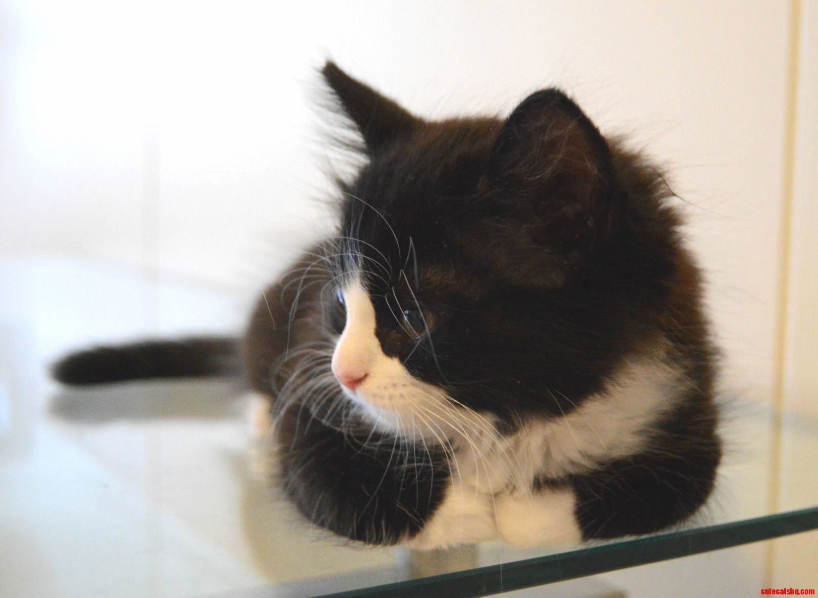 Kitten loaf on glass