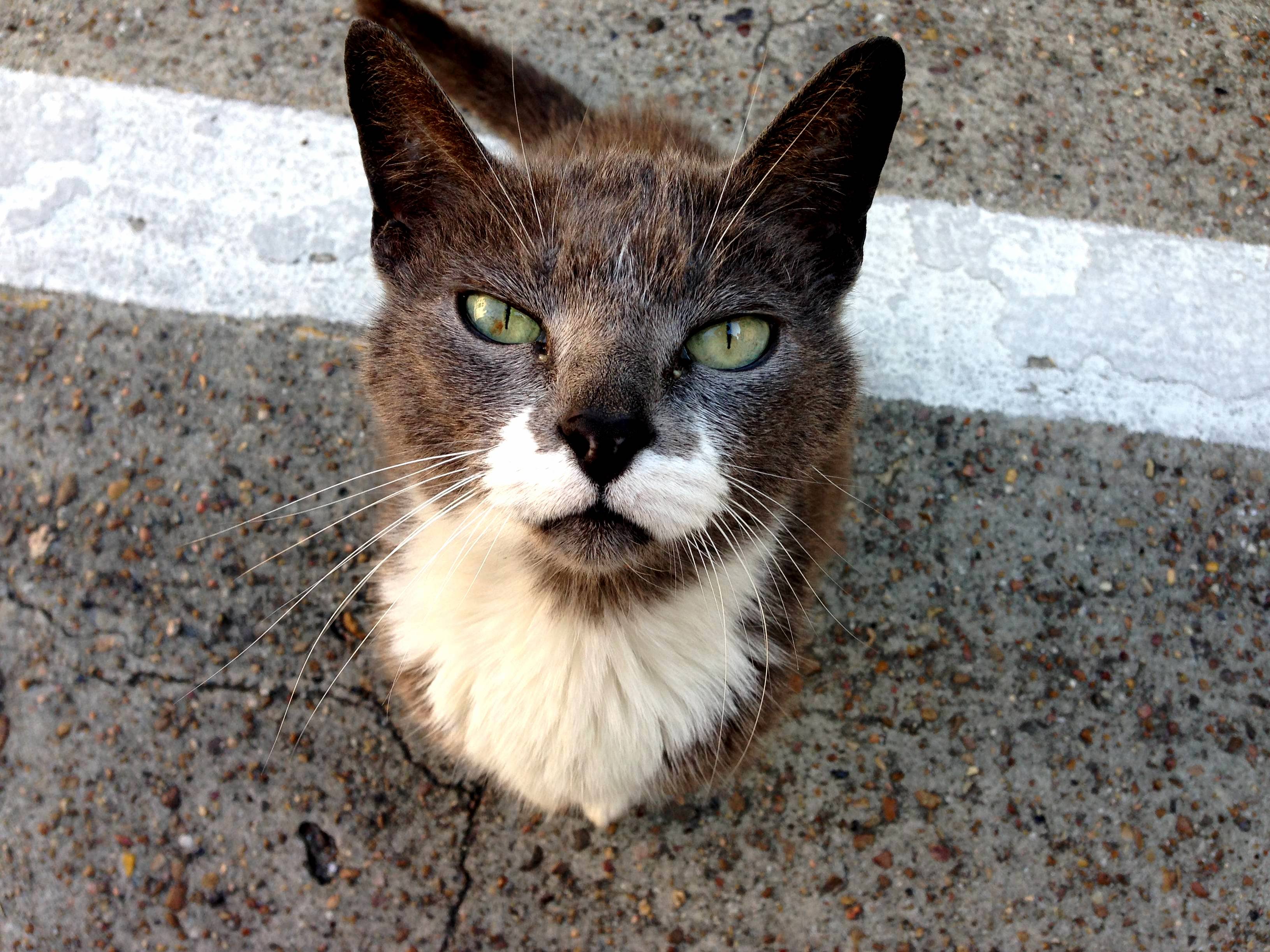 Gentleman cat has perfect moustachebeard. resident of galveston tx.