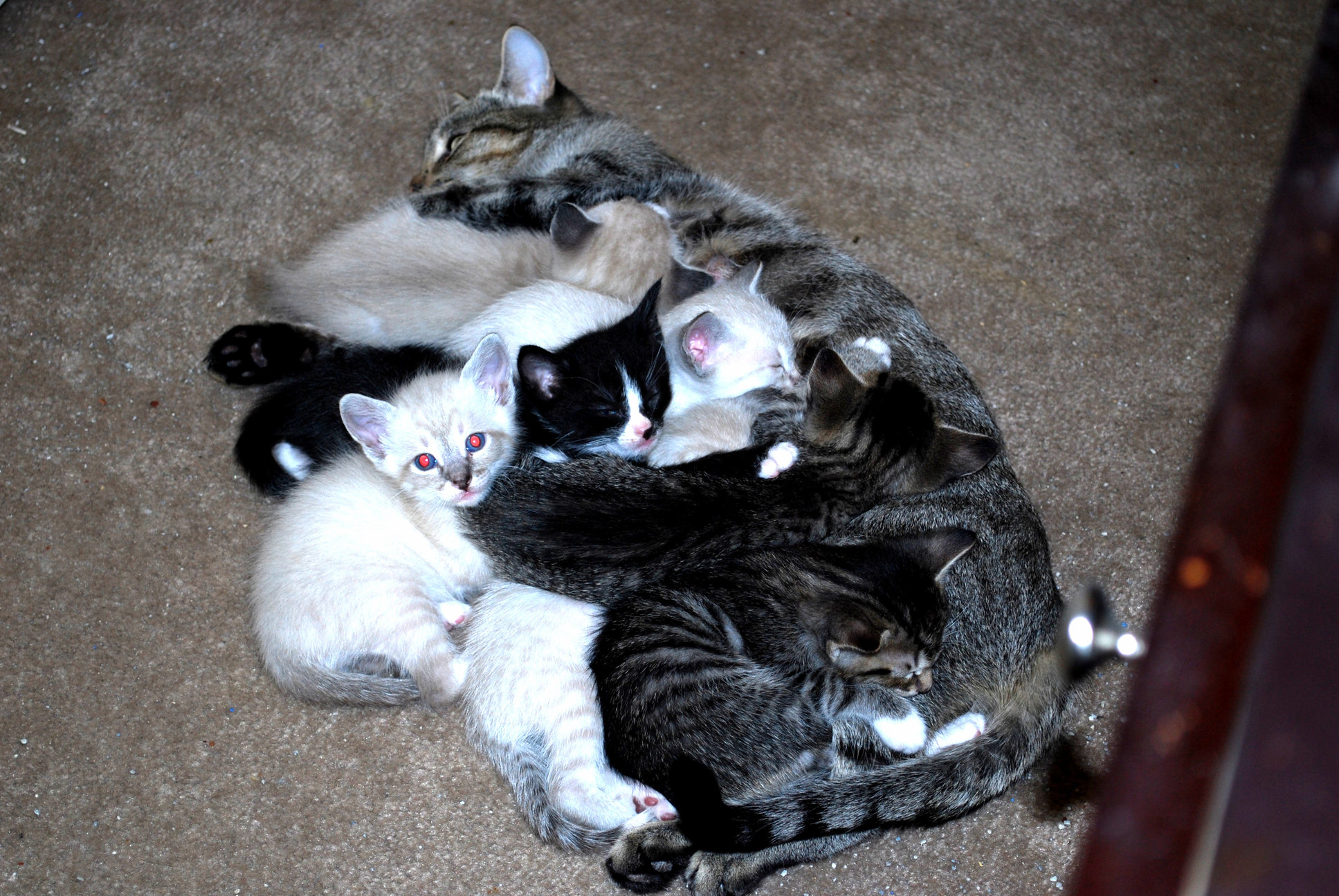 Good job mom. now this is a cat pile