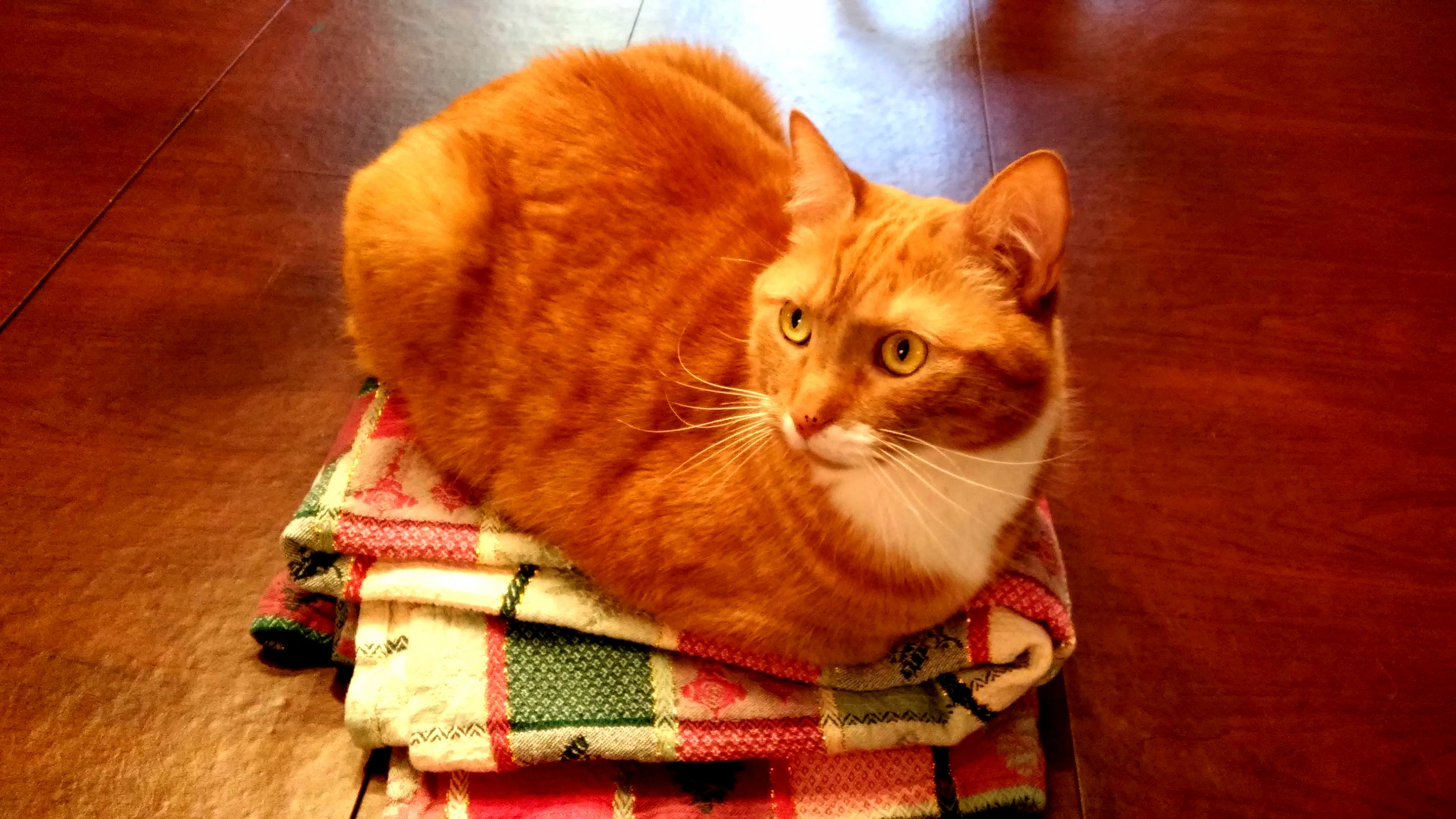 Loaf atop a pedestal of folded tablecloth