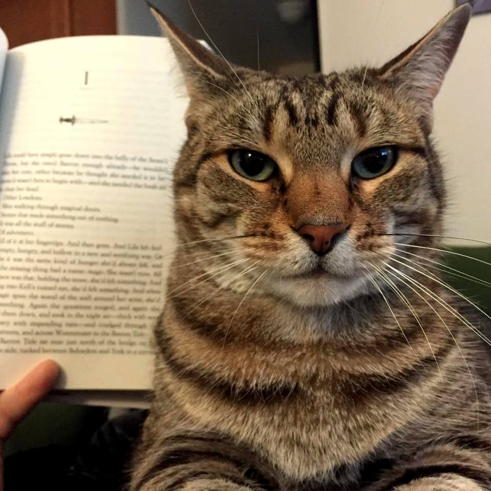 Trying to read with cats
