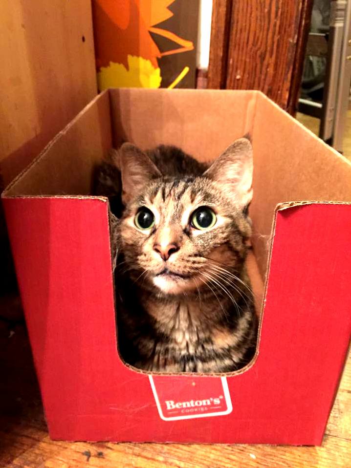 Zelda loves to sit in boxes