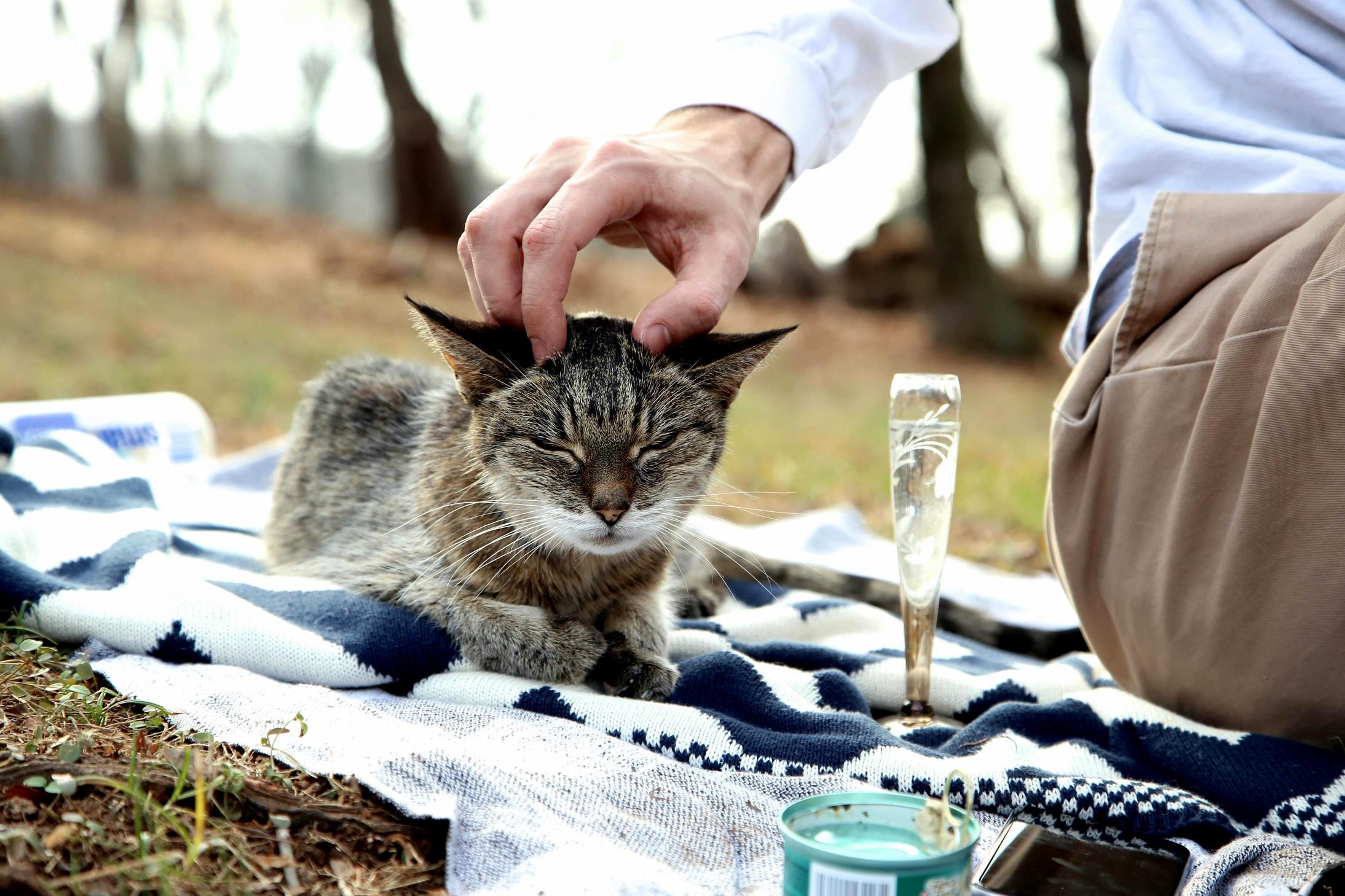 I dont always drink champagne but when i do its water and im having a picnic on my meowntain.