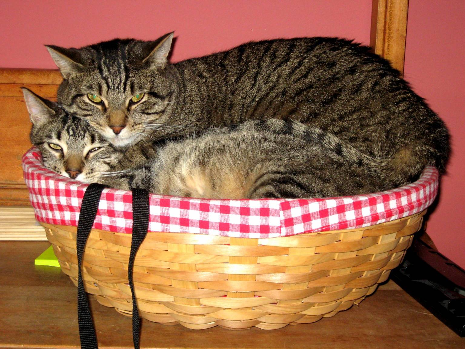 I dont think they quite fit in this basket.