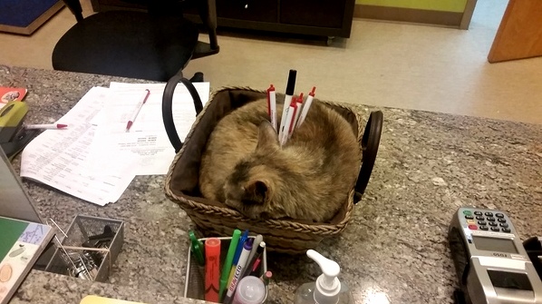 Office cat making himself useful