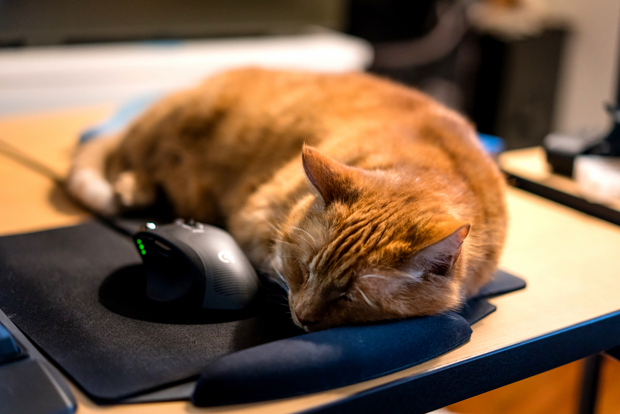 Cat and mouse. marlowe helping me try out my new fancy camera