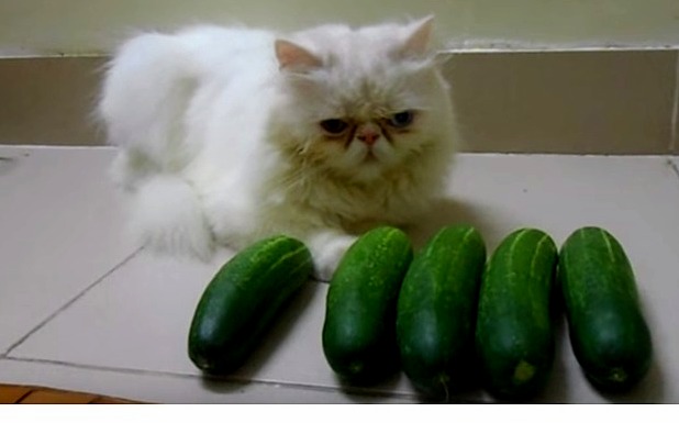 Cat vs cucumber