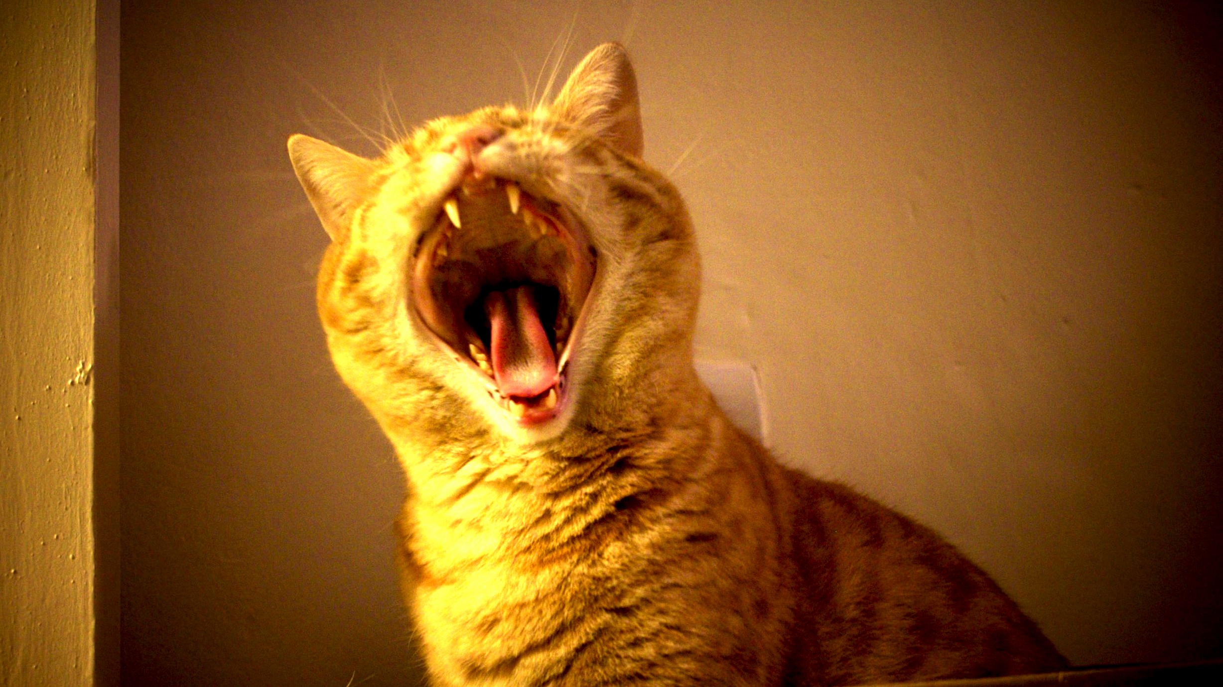 I caught him mid-yawn