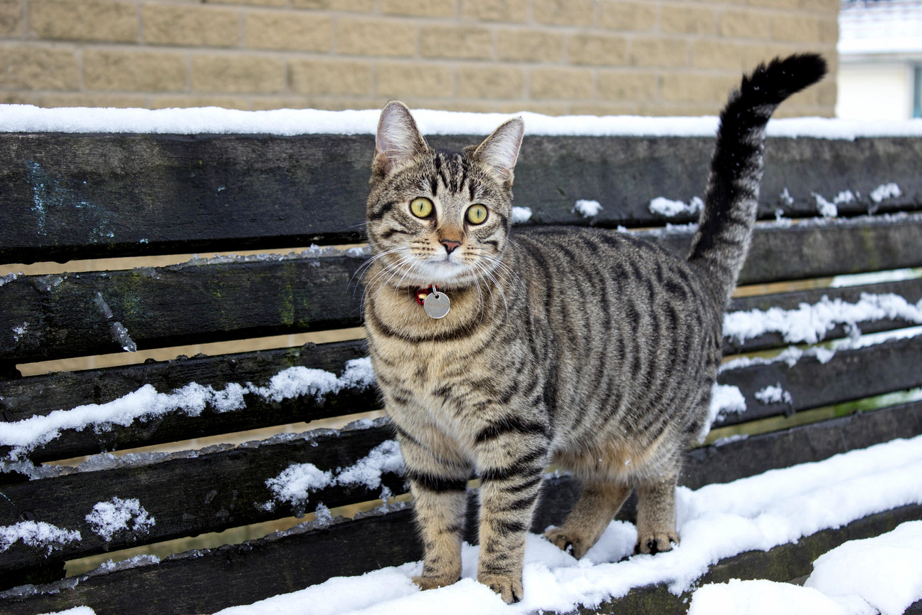 My kitty in the snow