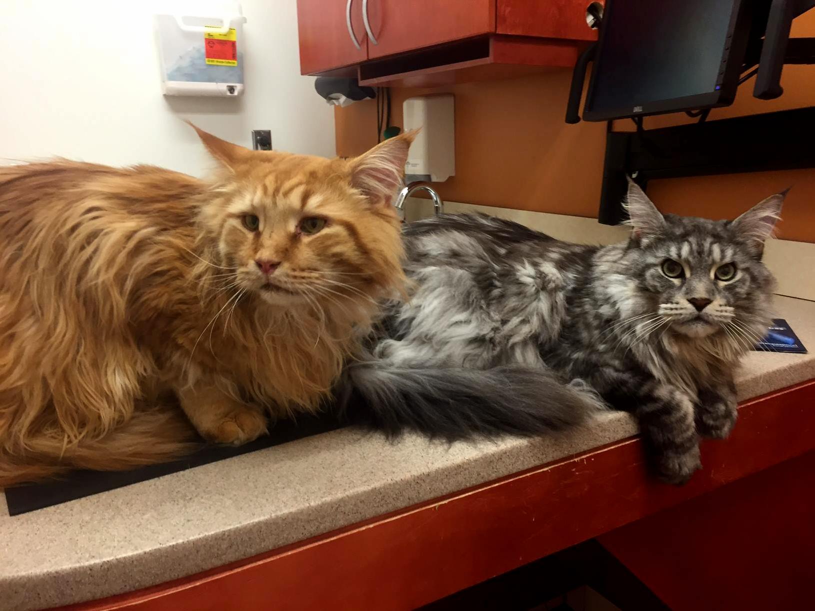 Sfspca just posted these two maine coon buddies getting their vaccines 21.5 and 25lbs