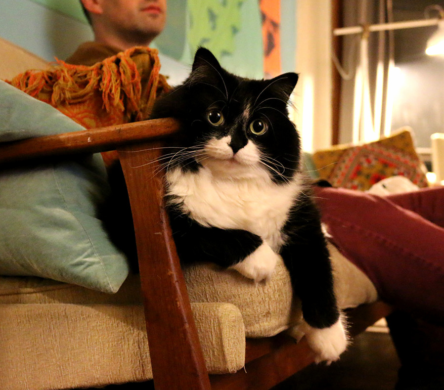 Darcy my fluffy tuxedo cat