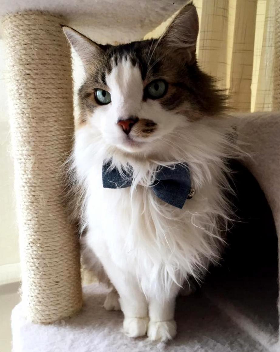 Birthday boy in his first bow tie