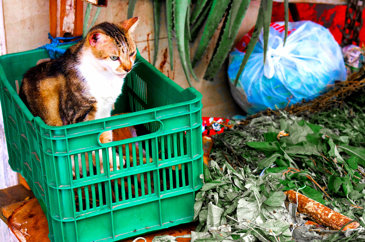 A old kitty guarding herbs at the market today