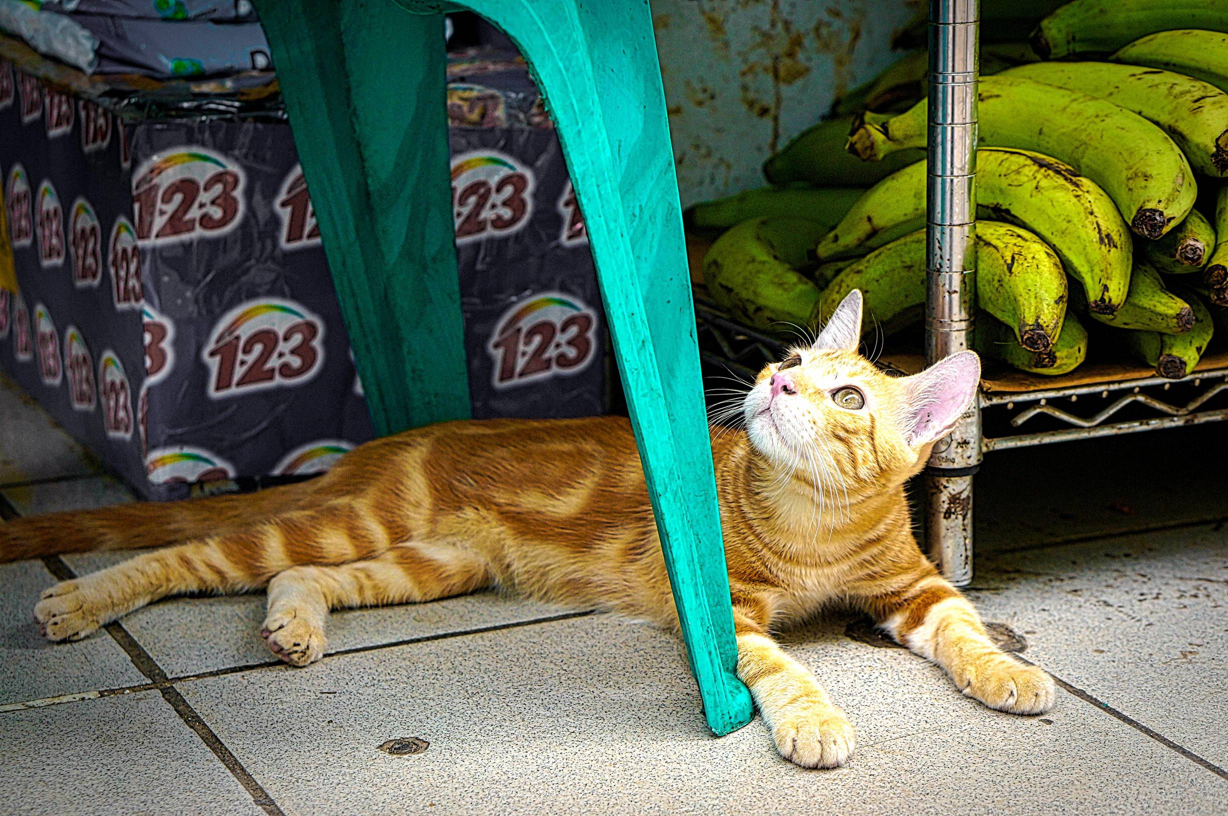 A young kitty getting some shade at the market today