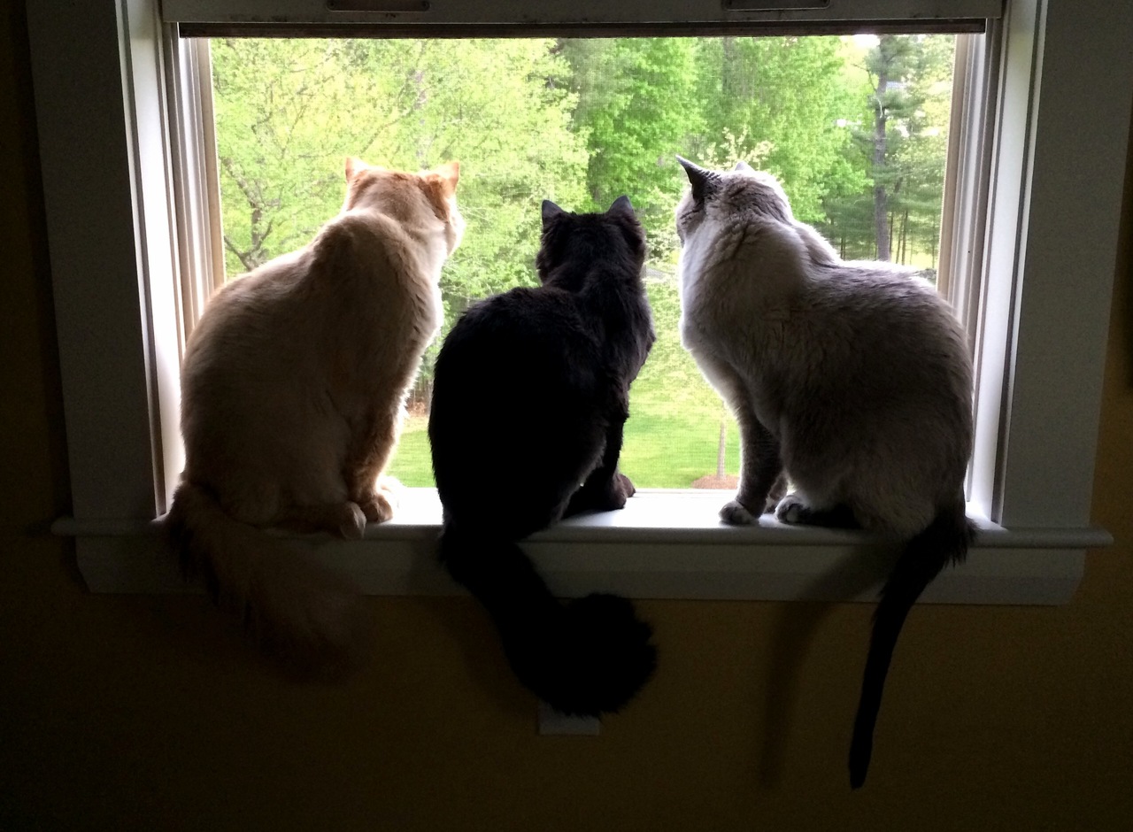 All three watching a woodpecker