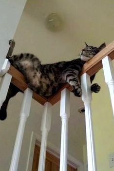 Cats in funny places