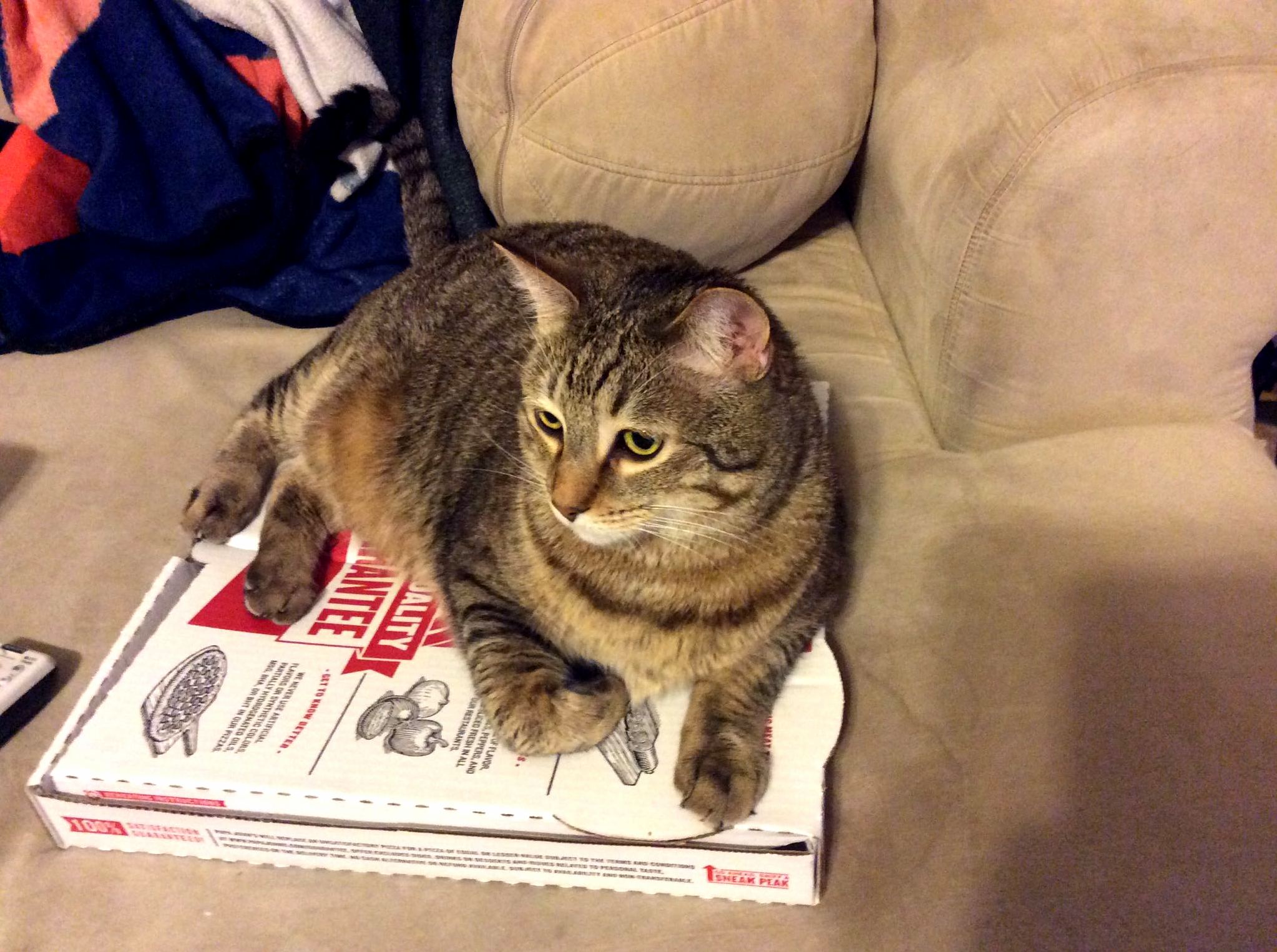 Cj guarding the pizza and keeping it safe.